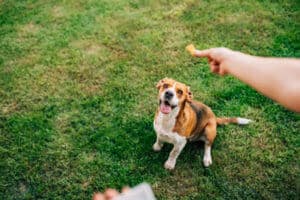 Happy Dog Training