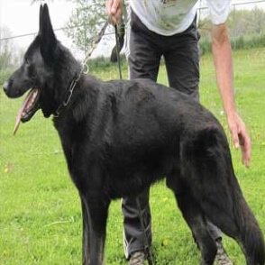 Abe German Shepherd Guard Dog Scotts