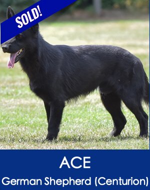 Ace German Shepherd Estates Guard Dog