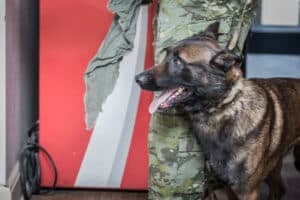 All About the Belgian Malinois