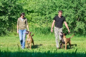 Belgian Malinois Breed Facts