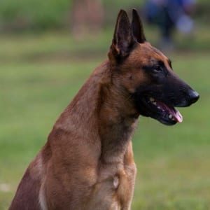 Bennett German Shephers Protection Dog Scott K9