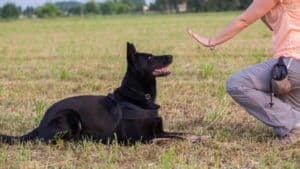 Best Trained German Shepherd Guard Dogs