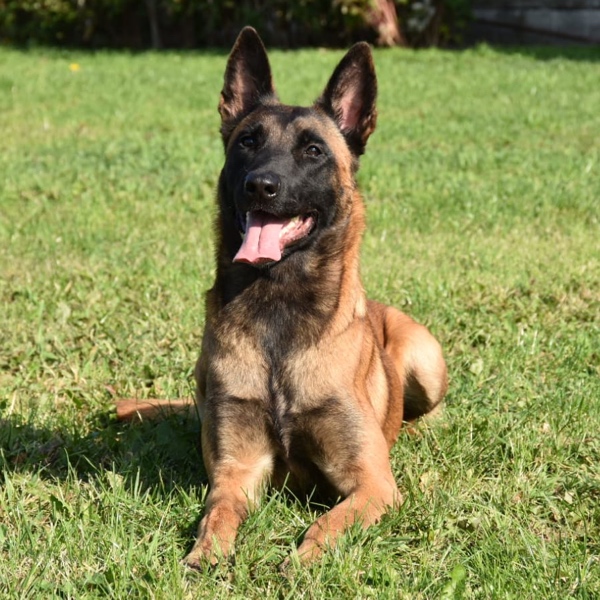 Blitz Dutch Malinois Family Guard Dog for Sale 2