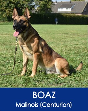 Boaz Malinois Executive Guard Dog