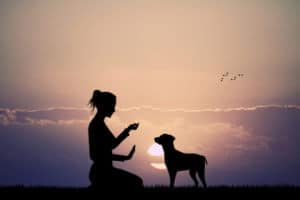 Dog Training Tolerance