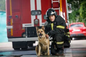 Firefighter Working Dog