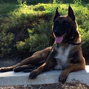 Fowles Belgian Malinois Protection Dog