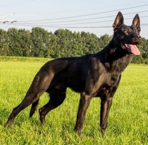 Fury Malinois Family Guard Dog