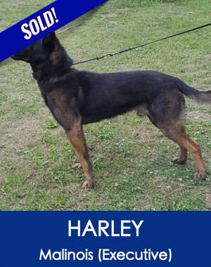 Harley Best Family Guard Dog Scotts K9