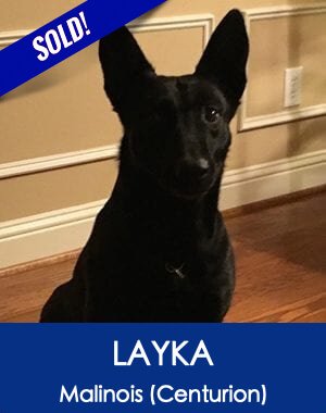 Layka Belgian Malinois Best Protection Dog Company