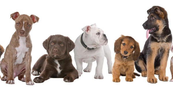 Protection Dog Puppies