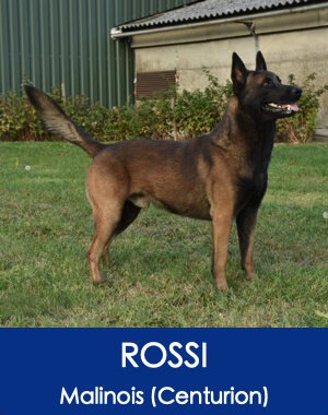Rossi Belgian Dutch Malinois Family Guard Dog