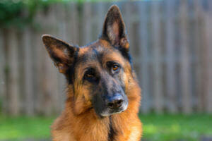 best personal protection dogs - German-Shepherd best personal protection dogs - German-Shepherd