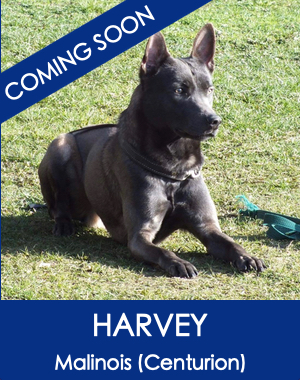 Harvey Rare Blue Malinois Family Protection Dog