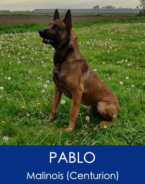Pablo Belgian Malinois Family Protection K9 1