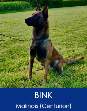 Bink Belgian Malinois Family Protection Dog