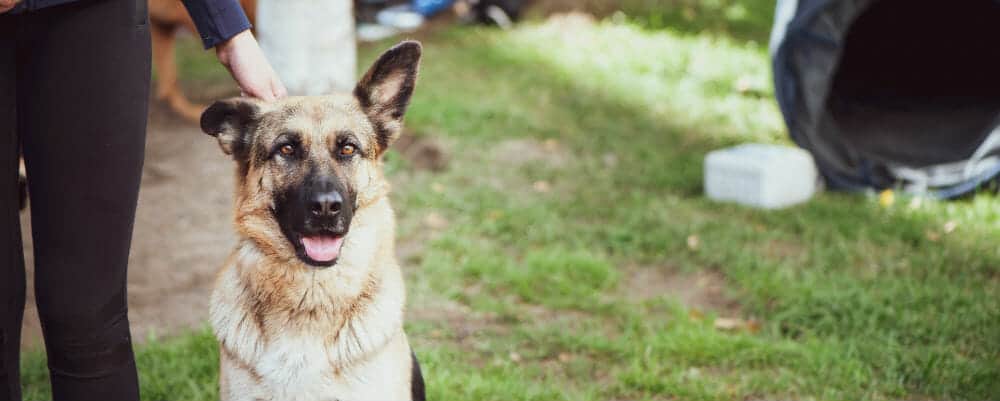 scott's k9 training