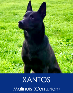 Xantos Malinois Family Protection Dog