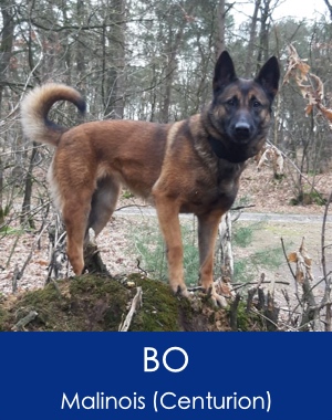 Bo Malanois Family Protection Dog