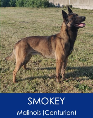 Smokey Belgian Malinois Family Protection Dog K9