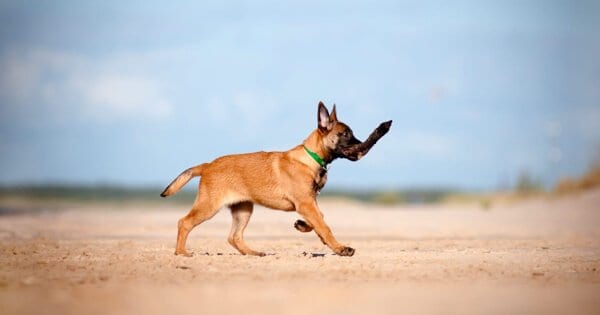 Belgian-Malinois-Protection-Dog-in-Training