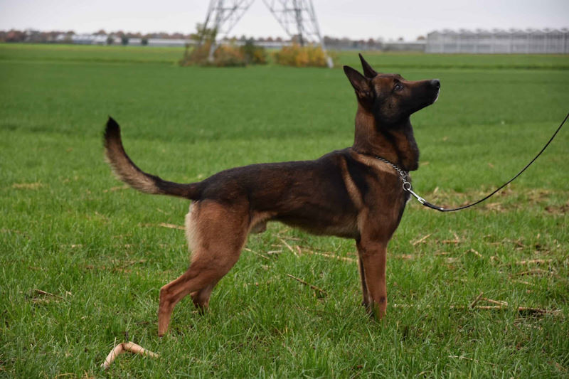 Jax-1-Belgian-Malinois-Family-Protection-Dog.-10