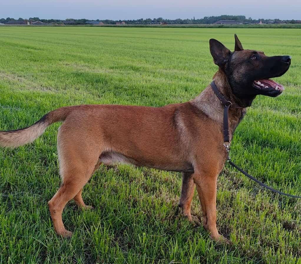 protection dogs for sale Protection Dogs for Sale Scott's K9