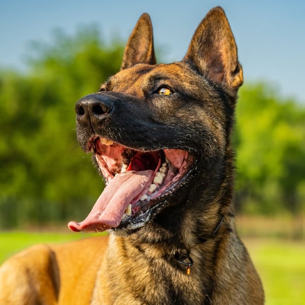 Barco is a Belgium Malinois Executive Protection Dog enjoying training