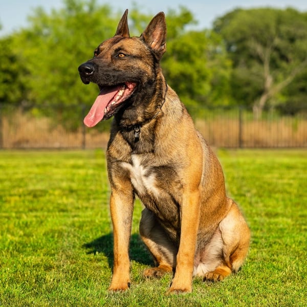 Barco is a Belgium Malinois Executive Protection Dog sitting tall during training