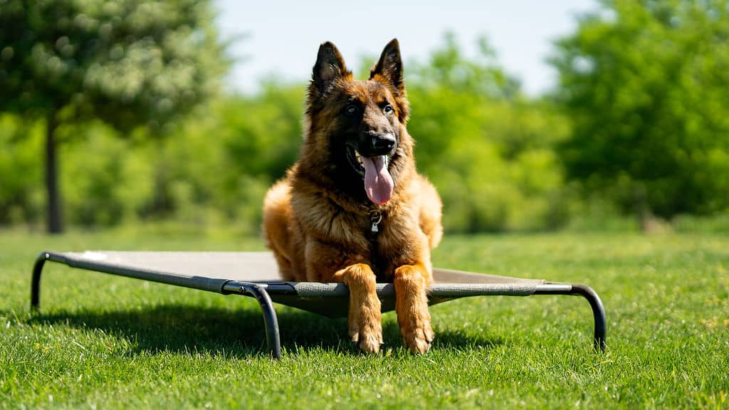 Belgian Tervuren Reno - Protection dog trained by Steve Scott