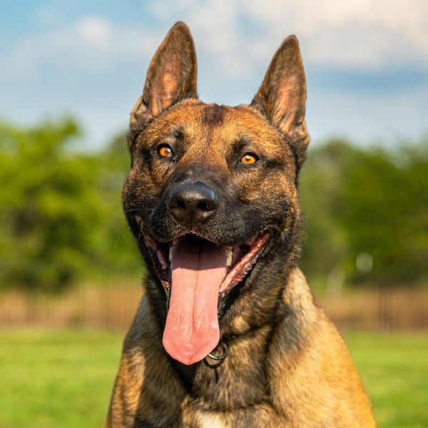 Barco is a Belgium Malinois Executive Protection Dog at attention during training
