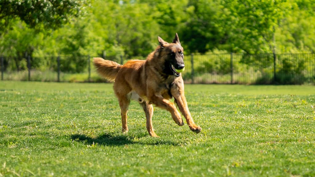 Belgian Tervuren named Reno, a Protection dog trained by Steve Scott