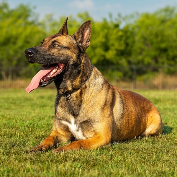 Barco is a Belgium Malinois Executive Protection Dog relaxing during training