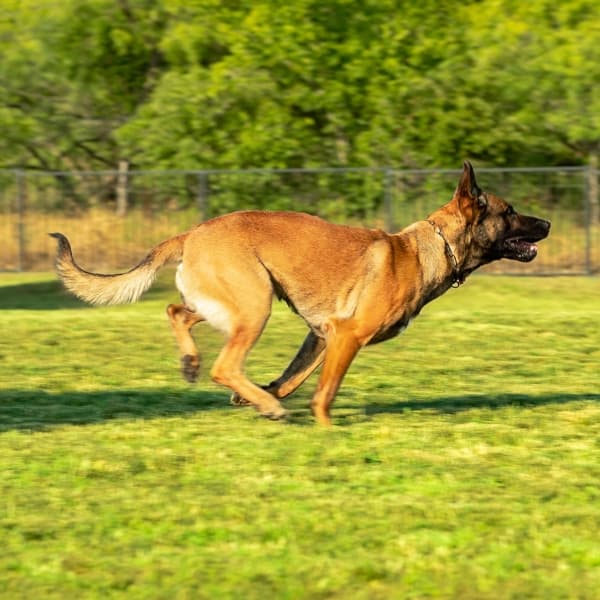 Barco is a Belgium Malinois Executive Protection Dog being trained by Scotts K9