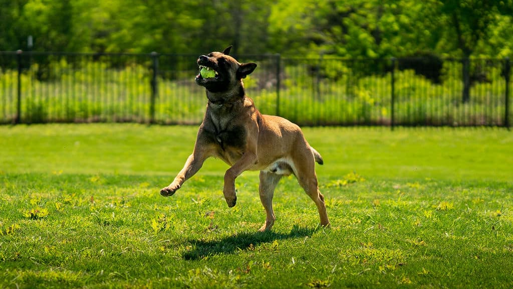 Nico Having Fun Malinois Protection Dog Trained by the Best!