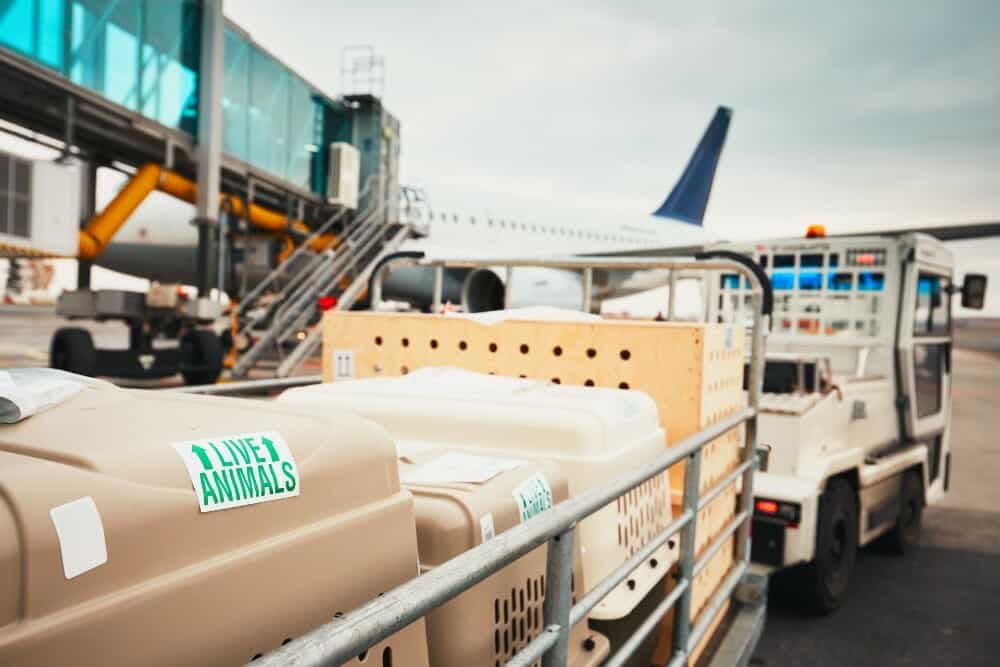 Animal Cargo at Airport