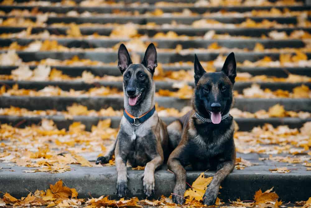 How Much Does a Belgian Malinois Cost?