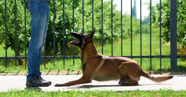 Belgian Malinois teaches a lay command. The dog lies on the pavement and carefully looks forward to action.