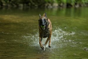 Belgian Malinois are High Energy Dogs