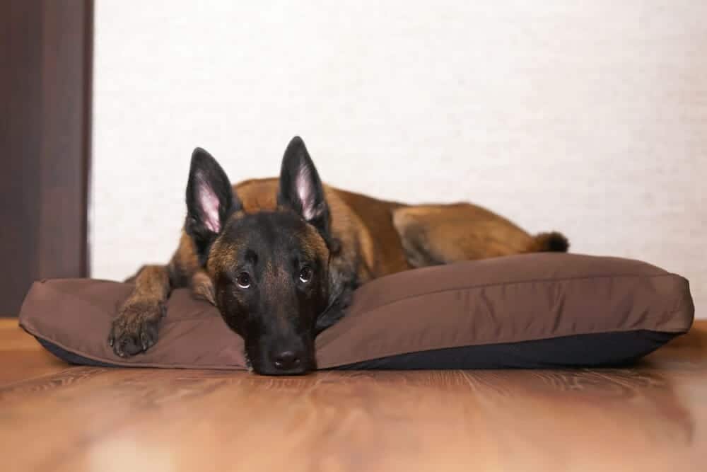 Belgian-Shepherd-Malinois-small