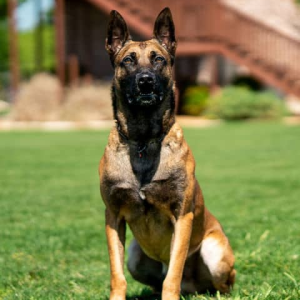 Executive protection dog being trained by Steve Scott, one of the best executive protection dog trainers in the world