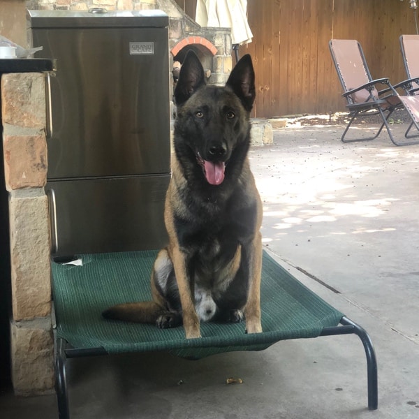 Bink-C Malinois Family Protection Dog K9 for sale