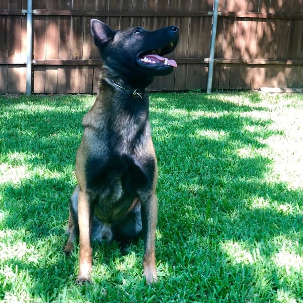 K9 Bink Malinois Family Protection Dog For Sale