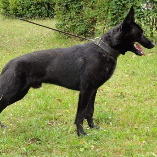 Boas-Dutch-Shepherd-Family-Guard-Dog