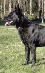 Boas-Dutch-Shepherd-Family-Protection-Dog-Texas-250x250-1