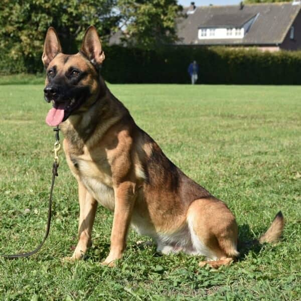 Boaz-Malinois-Executive-Protection-Dog-K9-for-Sale-2