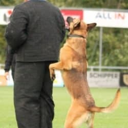 Boaz1-Malinois-Family-Protection-Dog-K9-For-Sale