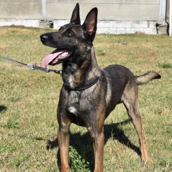 Boris-Dutch-Malinois-Family-Guard-Dogs-for-Sale