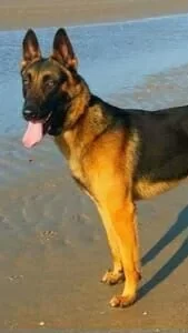 Brody-Malinois-Protection-Dog-KNPV-PH1-for-Sale